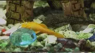 Home Farm Aquarium Fish Part 2