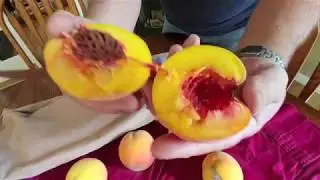 Ripening Peaches Indoors