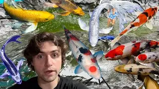 Handpicking the Perfect Koi 