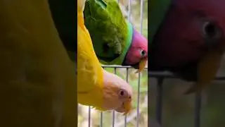 Parrot Breeding Season #shorts