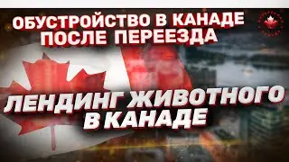 Перевоз животного в Канаду. Лендинг и таможня | Как перевезти животное в Канаду