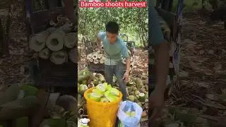 Quick harvest bamboo shoots: just peel them, tender and refreshing。  快速收穫竹筍：一削就好，鮮嫩爽口