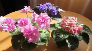 ФИАЛКИ И ИХ МОЩНАЯ КОРНЕВАЯ!!