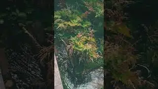 🌧️💤🧘‍♀️😴 #rain #relaxingmusic