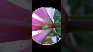 #Shorts Зеленый Паучок. Красивое Видео с Пауком. Шортс Видео Shorts Насекомые Пауки