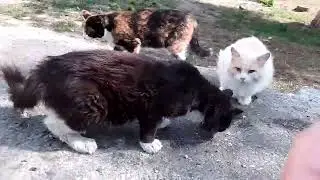 Чёрный уличный кот кошки кошечки