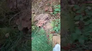 опята 