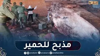 إكتشاف مـذبح سري لذبح الحمير وتسويقها على أنها لحوم حمراء بالطارف