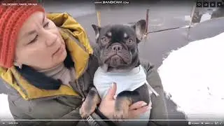 Подарите, подарите мне собаку......
