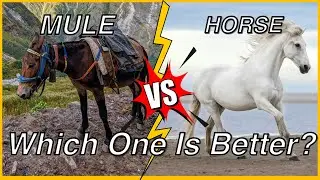 Why Mules Are Better Than Horses #horse #mule #hybridanimals #donkey #ranking #horselover #horses