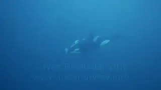 Orca Mother carrying her Dead Calf | Northern Norway