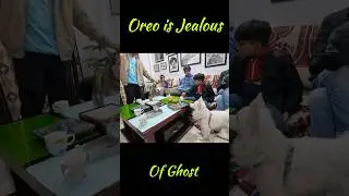 Oreo is jealous of Ghost 😅