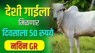 देशी गाई ,गोवंश याना मिळणार प्रतिदिन 50 रुपये | नवीन GR | गोशाळेसाठी आनंदाची बातमी | Career Katta