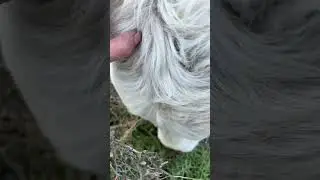 Му му ляяя☺️
