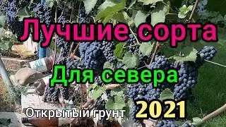 Лучшие технические сорта винограда-  виноград на севере