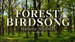 Forest Birdsong Nature Sounds for Sleeping
