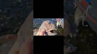 За тресочкой...
