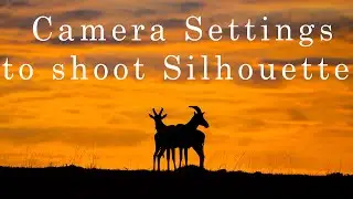 Camera Settings to Shoot Silhouette