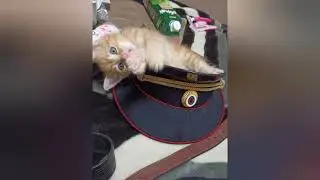 Симбочке сегодня пол годика❤️Он так сильно повзрослел 😳 Спасибо за ваши подписки и лайки🥰