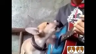 لأول مرة كلب يغني هههه 🤣