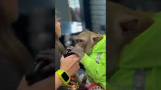 Сушняки