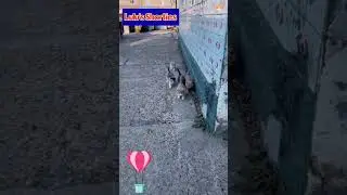 ADORABLE 🥰 #kittens #folowing #mama #babies #share #subscribe