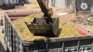 Corn silage - Kuzgi slyos, mashinaga yuklash jarayonidan lavha