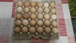 Совместная инкубация бройлеров КОББ 500 (Белоруссь) и несушек.
