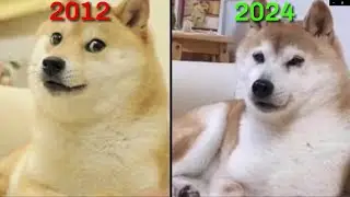 Memes make animals immortal full series #memes #viral