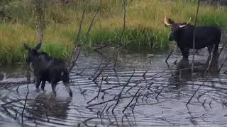 Moose at the Beaver Pond Part 3   HD 1080p
