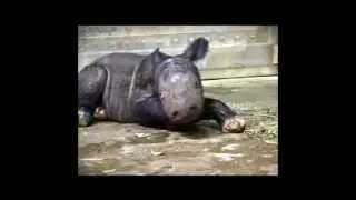 2 Sumatran Rhinoceros