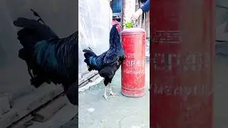 КОРА ШАХЗОДА ГИГАНТ ХУРОЗ 👍👍👍 #uzbekistan