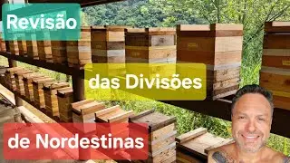 Conferindo as Divisões de Uruçú Nordestina que realizei no mês passado