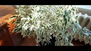 #комнатныецветы #фикусСтарлайт / Фикус Бенджамина Старлайт. Готовим к зиме.