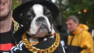 Halloween Dogs in New York City