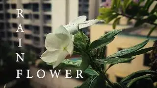 Rain Flower