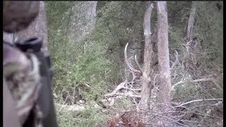 Bowhunting Australia - Sambar Stag 