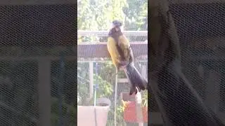 Синицы и белки рвут сетку на окне🌱