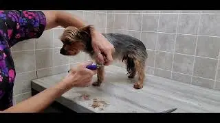 Behind the Scenes; Yorkie Clean up of face, feet & bum, nail trim