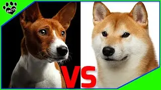 Shiba Inu vs Basenji: Which Breed is Right for You? Dog vs Dog