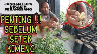 CARA SEBELUM MELAKUKAN PECAH BATANG PADA SETEK KIMENG !!! COCOK BUAT PEMULA  #BOWONGSO #KIMENG #CARA