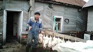 забой птицы, организация рабочего места.