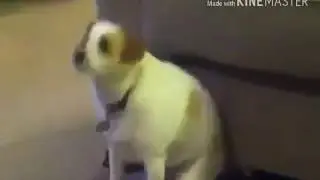 Собаки танцуют под самые популярные песни