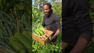 What I harvested from my Backyard Garden zone 3 b #shorts #garden