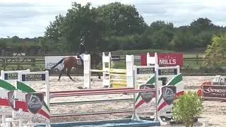 Pacini DSH - 5yo Pacino x Cassal x Cassini