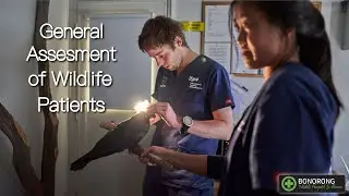 General Assessment of Wildlife Patients