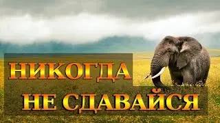 Никогда не сдавайся! Слоненок победил стаю голодных львов!