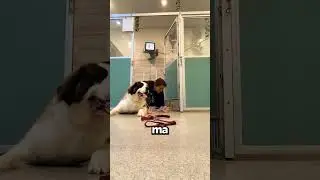 They Forgot To Tell The Dog Hotel He Was A Jiu-Jitsu Master!😅🐶
