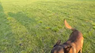 Training Belgian malinois