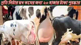 আজকে ছোট দামে পাবেন বড় গাভী।প্রতি লিটার দুধ কমের জন্য ২০ হাজার টাকা পুরষ্কার দিবেন।